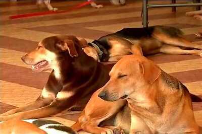 Seven Dogs Found Dead in Delhi's Dwarka, Resident Alleges Animal Cruelty