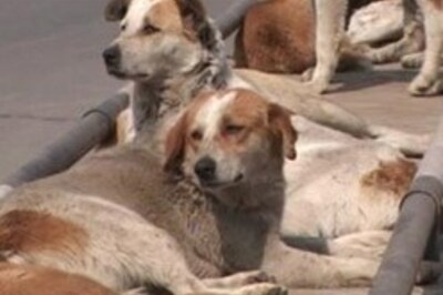 Street dogs graduate in explosives detection