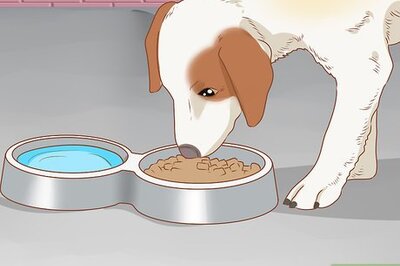 How to Treat Your Dog