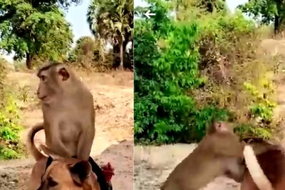 Watch: Monkey And Dog Engage In Intense Fight, Rooster Joins In As Referee