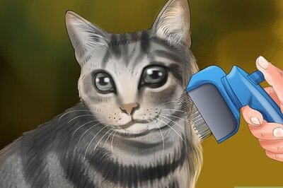 How to Take Care of a Li Hua Cat