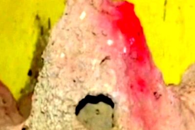 Family from Nilimari Village Lives With Several Cobras Under the Same Roof