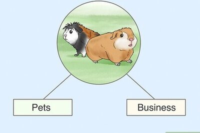 How to Choose a Guinea Pig for Breeding