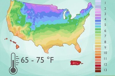 How to Care for Ficus