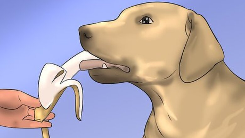 How to Develop Healthy and Safe Homemade Meal Plans for Your Dog