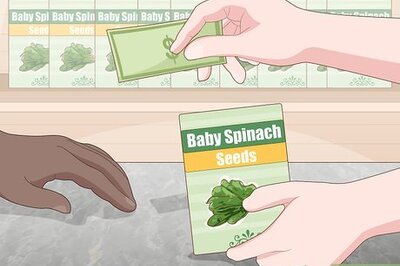 How to Grow Baby Spinach
