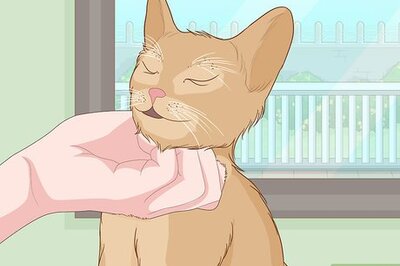 How to Pet a Cat