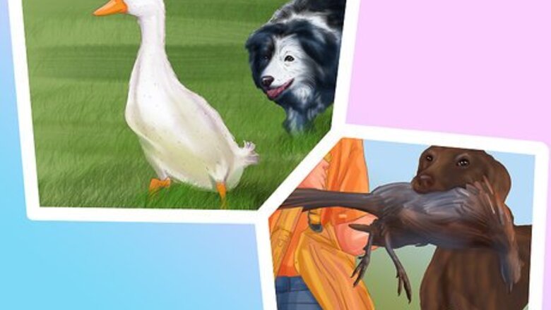 How to Choose a Good Hiking Dog