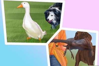 How to Choose a Good Hiking Dog