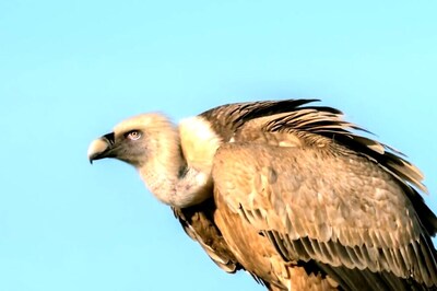 Decline Of Vultures May Have Led To Additional 100,000 Human Deaths In India: Study