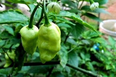 King Chilli From Nagaland Exported to London; Here's What PM Modi said about Bhoot Jolokia