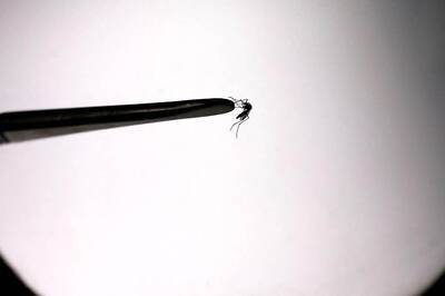 ‘Bleeding, Drop in Platelet Count, Death’: Higher Temperatures Make Dengue Virus More Lethal