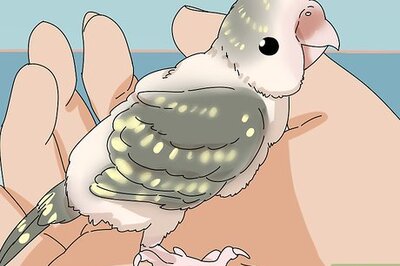 How to Stop a Parakeet from Biting