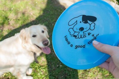 How to Teach a Dog How to Catch a Frisbee