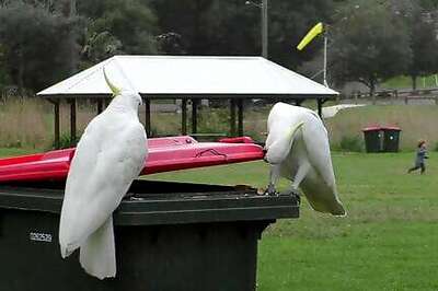 Bin There, Done That: Cockatoos Learn To Lift Trash Lids