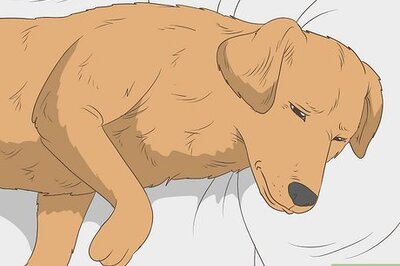 How to Tell if Your Dog Has Rabies: Warning Signs & More