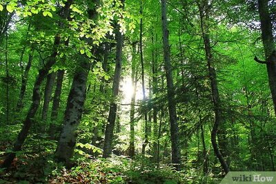 How to Make Pine Pitch Salve