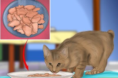 How to Care for a Pixiebob Cat