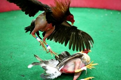 Rs 1000 Crore Betting Estimated on Banned Cockfights in Andhra Pradesh Ahead of Sankranti