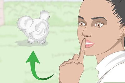 How to Pet a Chicken