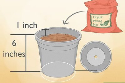 4 Easy Ways to Propagate Your Plants