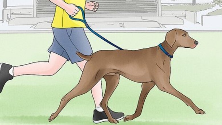 How to Choose a High Energy Dog Breed