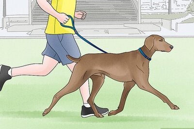 How to Choose a High Energy Dog Breed