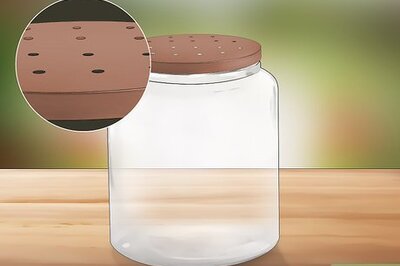 How to Care for Woolly Bear Caterpillars