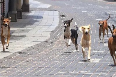 One-Year-Old Attacked And Killed By Stray Dogs In Telangana