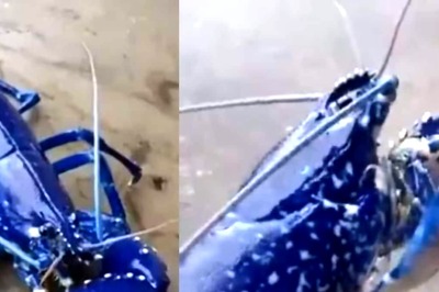 Photo: This Blue Lobster Is So Rare That You Will Find Only ‘One In Two Million’