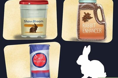 How to Condition a Rabbit for a Show