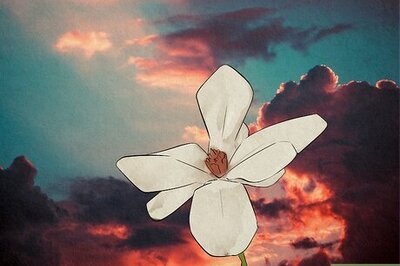 Symbolism of Magnolia Blossoms: Spiritual & Cultural Meanings