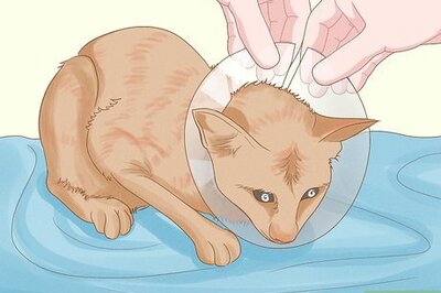 How to Remove Oil from a Cat