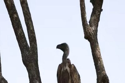 Missing Critically Endangered White-rumped Vulture from Nepal Found in Bihar