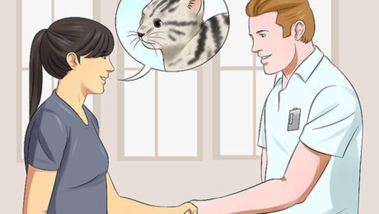 How to Care for Egyptian Maus