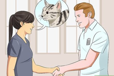 How to Care for Egyptian Maus