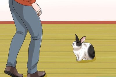 How to Socialize Your Rabbit