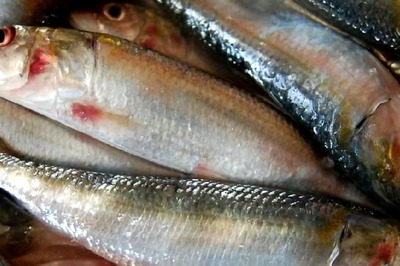 6 Types Of Fish You Must Include In Your Diet To Control Cholesterol