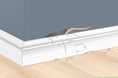 How to Tell How Many Rats Are in Your House and Eradicate Them