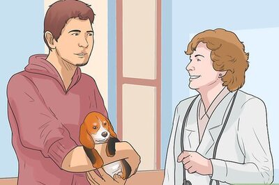 How to Treat Epilepsy in Beagles