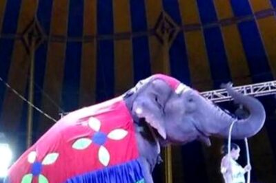 What Happened to Animals in Circuses That Have Closed Down: Delhi HC Asks Animal Welfare Board