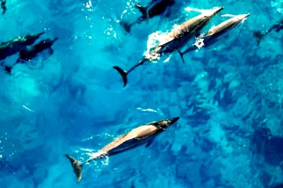 Japanese Town Taiji Under Fire For Dolphin Slaughter Festival