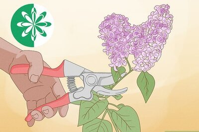 How to Prune Lilacs