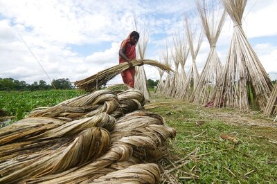 Govt Bought Nearly 43 Lakh Tonne Kharif Paddy at MSP in Last 16 Days: Food Ministry