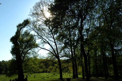 Heritage Trees More Beneficial Than Construction of Railway Over Bridges: SC Told