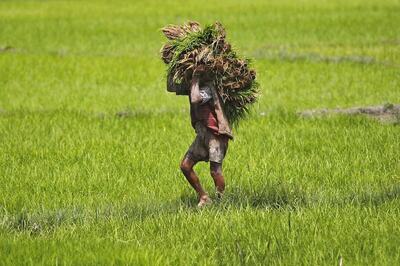 States Assure Centre of Utilising Rs 1 Lakh Cr Agri Infra Fund for Farmers' Welfare