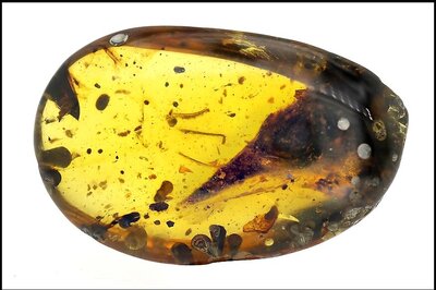 Skull of Smallest Known Dinosaur Found Preserved Intact in 99-Million-Year-Old Amber