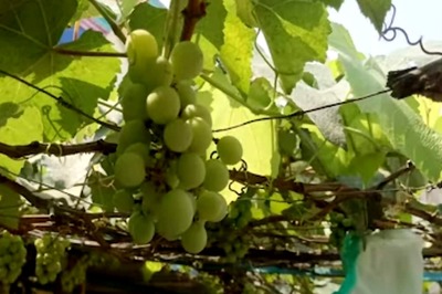 In Telangana's Bhadradri Kothagudem, Farmer Cultivates Grapes On Terrace
