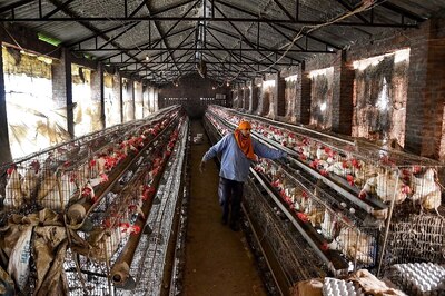 Bird Flu: Properly Cooked Poultry Meat and Eggs Safe to Eat, Says Govt's Food Safety Body