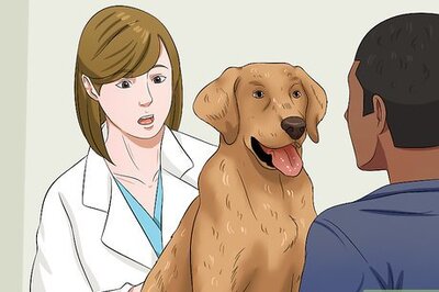 How to Put Your Dog on a Diet